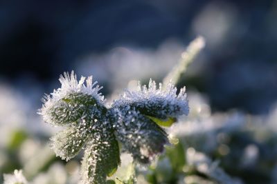 Close-up of snow on plant