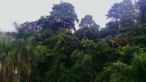 Low angle view of trees