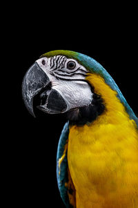 animal themes
