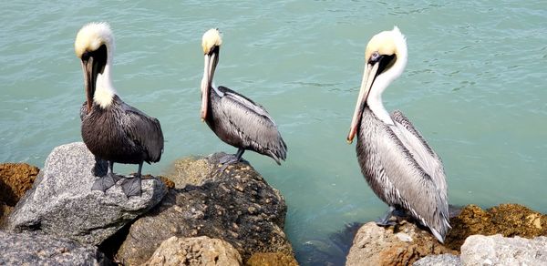 Birds perching on rock in lake