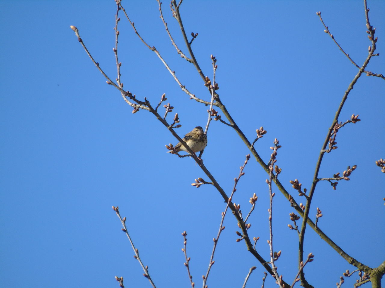 LOW ANGLE VIEW OF A BIRD PERCHING ON TREE