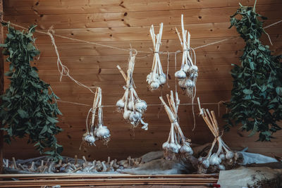 Dry garlic and mint on clothesline in the attic