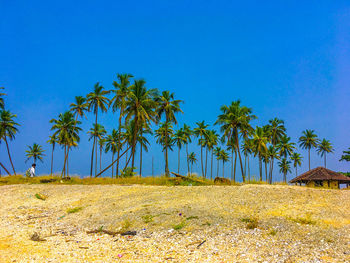 Palm trees on the beach against blue sky