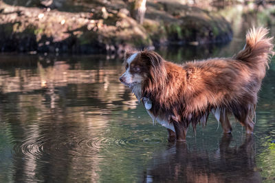 Dog standing in lake