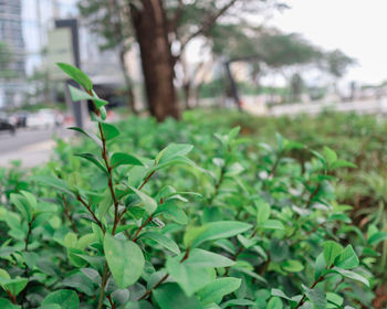 Close-up of fresh green plant in field