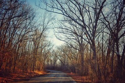 Road amidst bare trees in forest