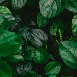 Full frame shot of green leaves