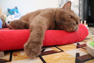 Close-up of cat resting at home