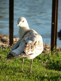 Bird in water