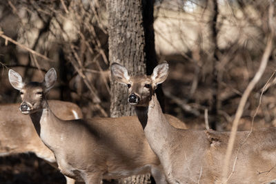 Close-up of deer