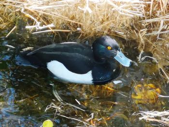 High angle view of duck swimming in lake