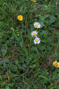 Close-up of yellow flowering plants on field