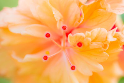 Close-up of yellow rose flower