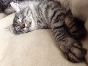 Close-up of cat sleeping on bed