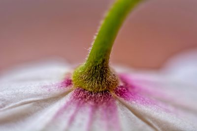 Macro shot of purple flowering plant