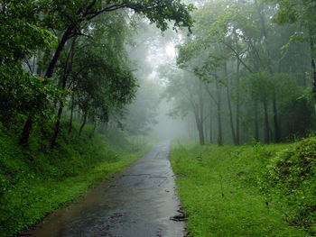 Dirt road amidst trees during rainy season