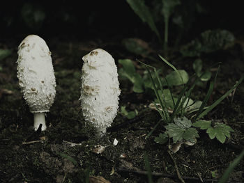 Close-up of plants growing on field