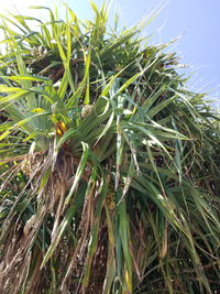 Close-up of fresh corn field