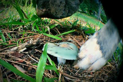 High angle view of duck on plants