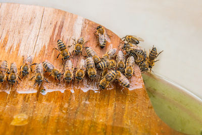 Bees on wooden table