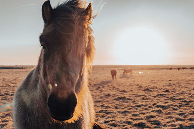 Close-up of horse standing at wild field against sky during sunset