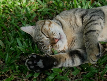 Close-up of cat lying on grass