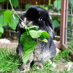 Close-up of a rabbit