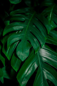 Close-up of green leaves