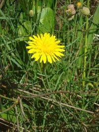 Close-up of yellow flowering plant on field