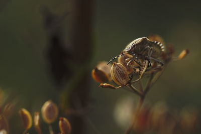 Close-up of insect on red flower