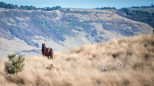 Horse in a field