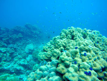 Close-up of fish swimming in sea