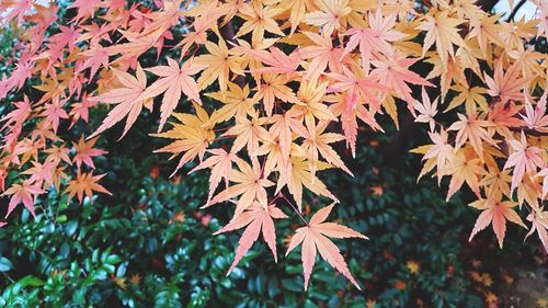 Close-up of maple leaves on plant