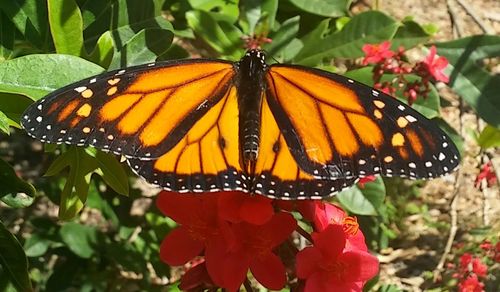 Butterfly on flower