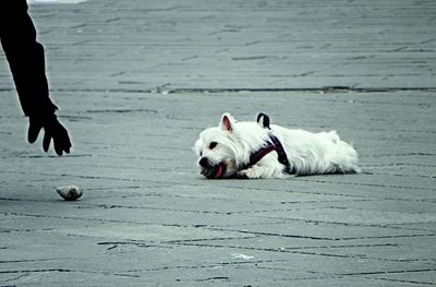 Close-up of dog