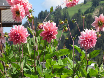 Close-up of pink flowering plants