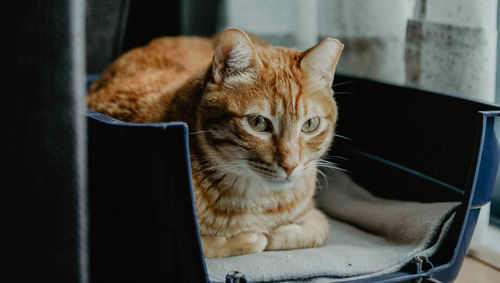 Close-up of cat sitting at home