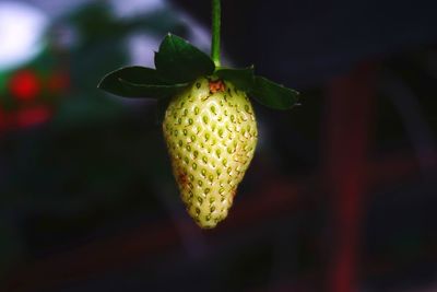 Close-up of berry growing on plant