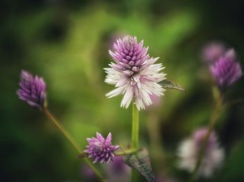 Close-up of thistle blooming outdoors
