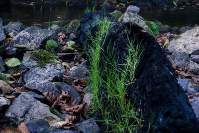 Close-up of moss growing on tree trunk in forest