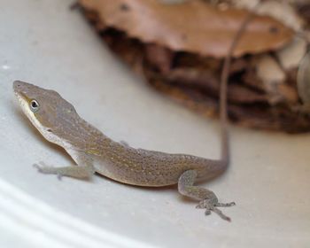 Close-up of lizard