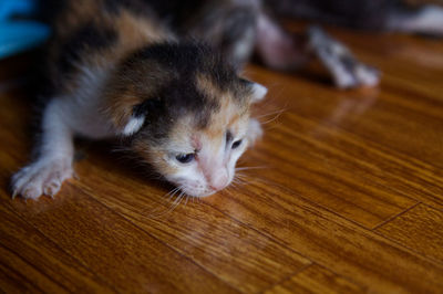 Close-up of kitten relaxing on hardwood floor