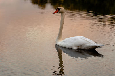 Swan swimming in lake