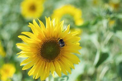Close-up of bee on yellow flower