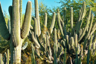 Low angle view of succulent plants on field against sky