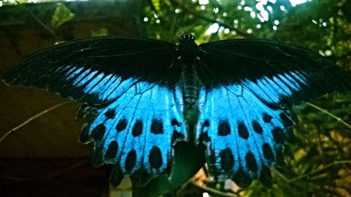 Close-up of butterfly on leaf