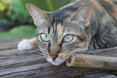 Portrait of cat lying on wood