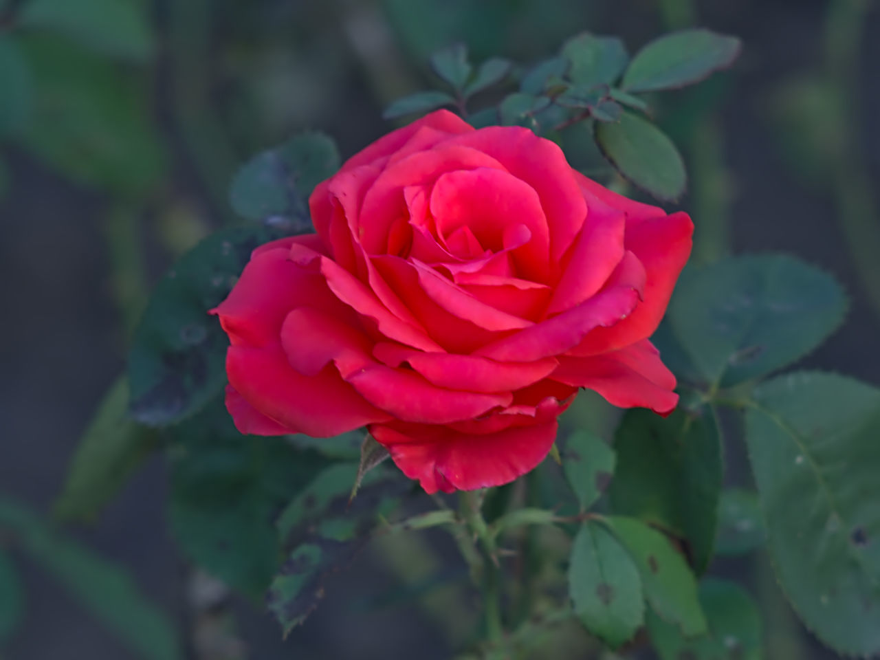 CLOSE-UP OF ROSE WITH RED ROSES