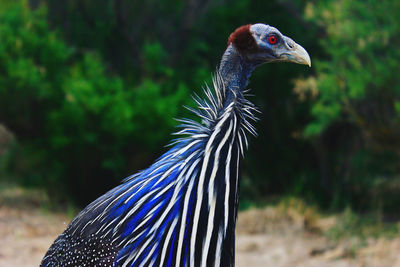 Close-up of a bird looking away