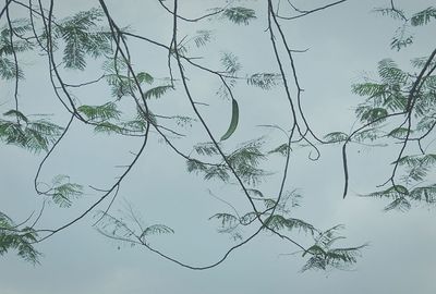 Low angle view of bare trees against sky